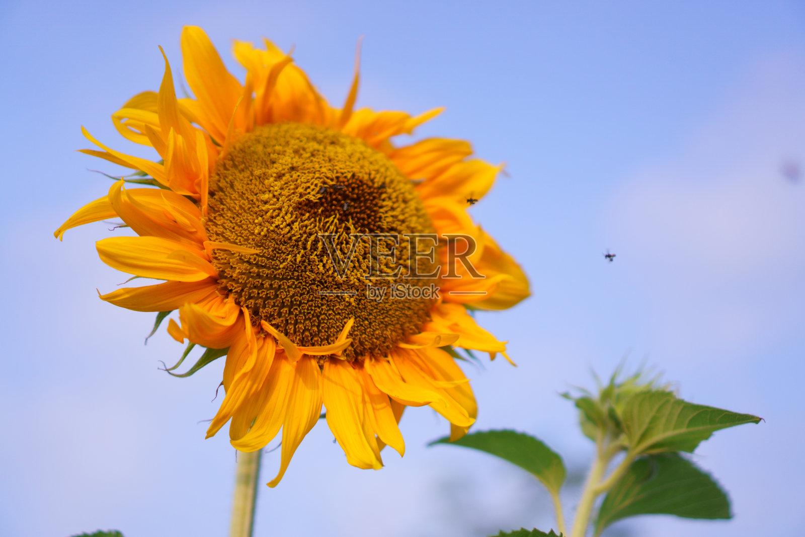 向日葵和蜜蜂在多云的蓝天背景下采着甜蜜的花蜜照片摄影图片