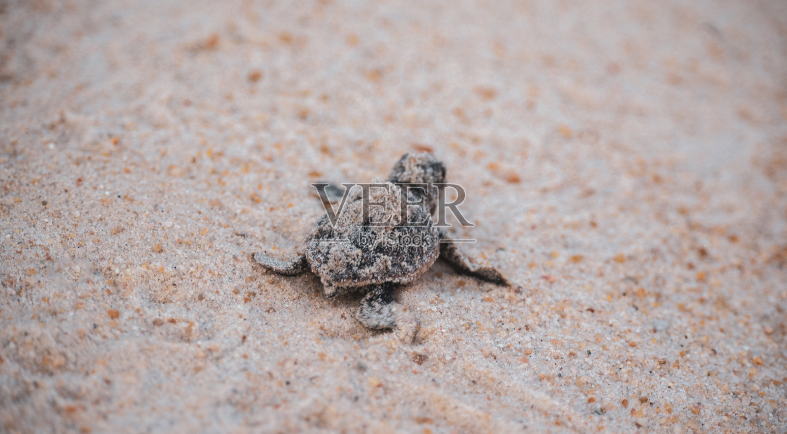 海龟刚孵出的恐龙照片摄影图片