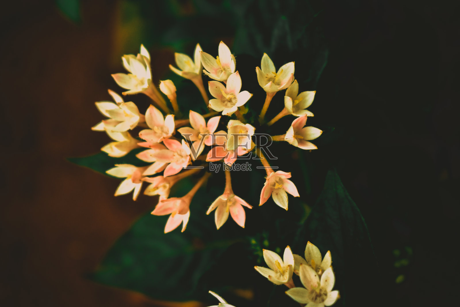 白色的块茎状的花照片摄影图片