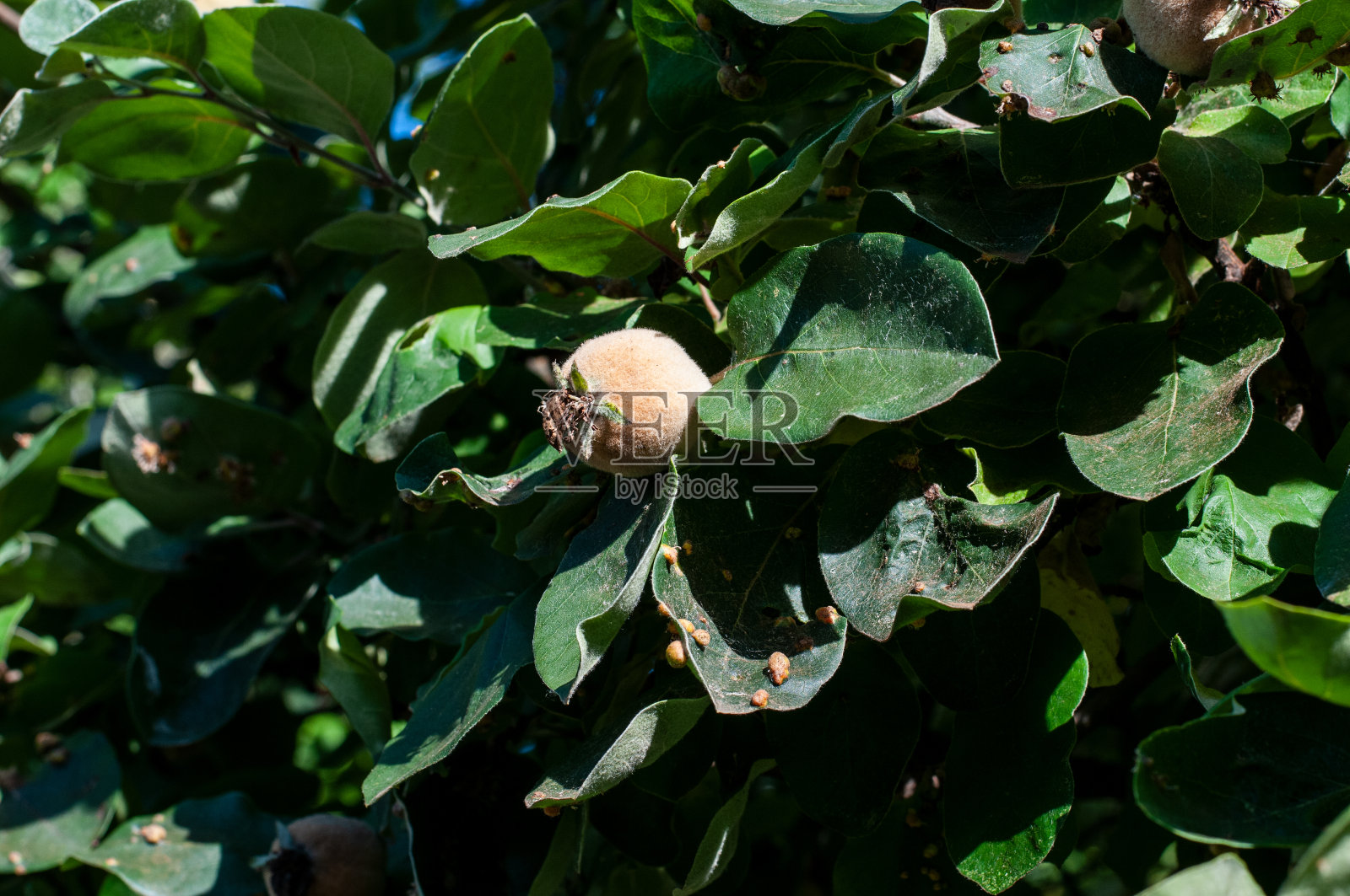 一种在树上成熟的榅桲的果实，叶子上有瘿照片摄影图片