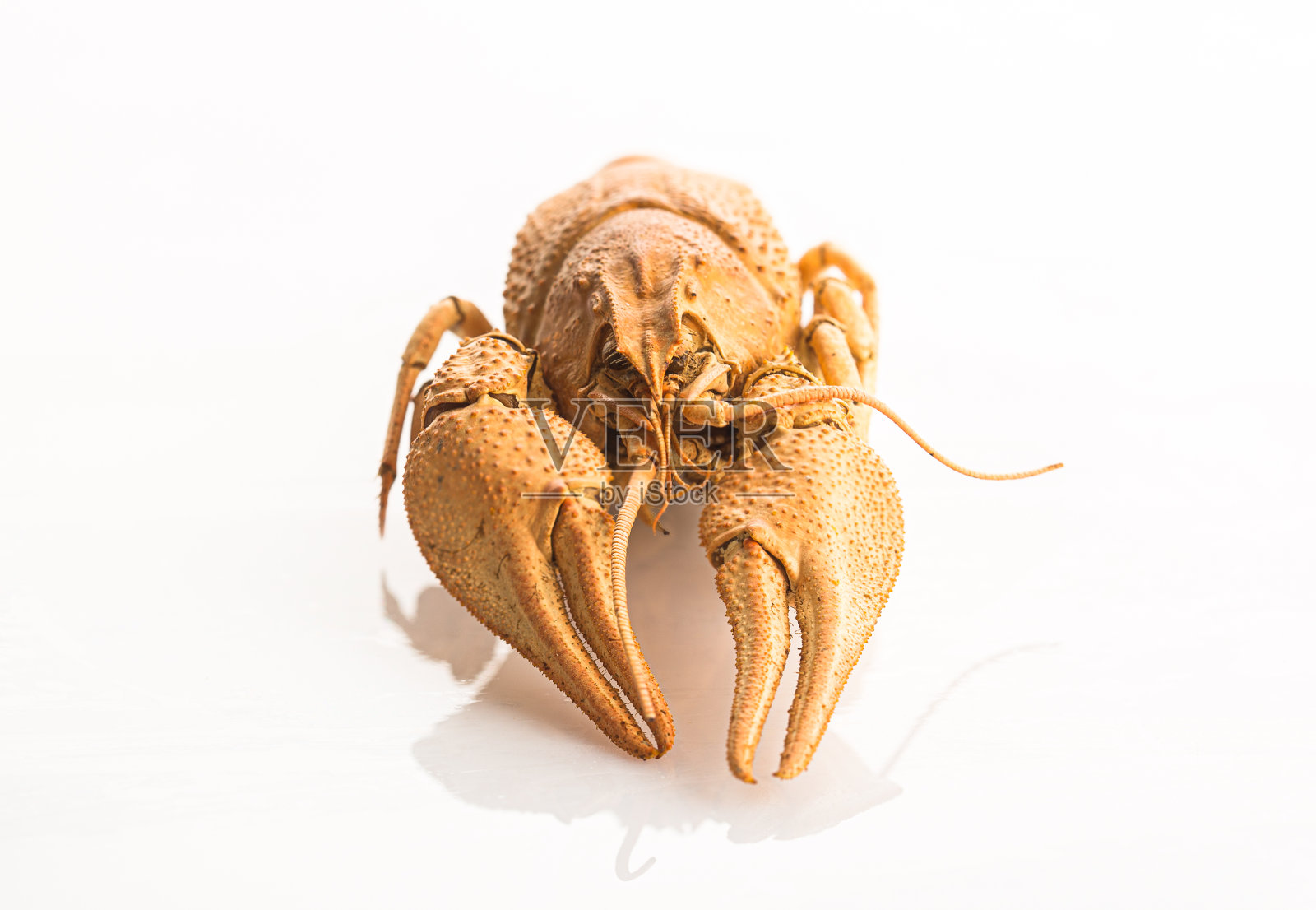干燥的小龙虾骨架，橙色，白色孤立的背景照片摄影图片