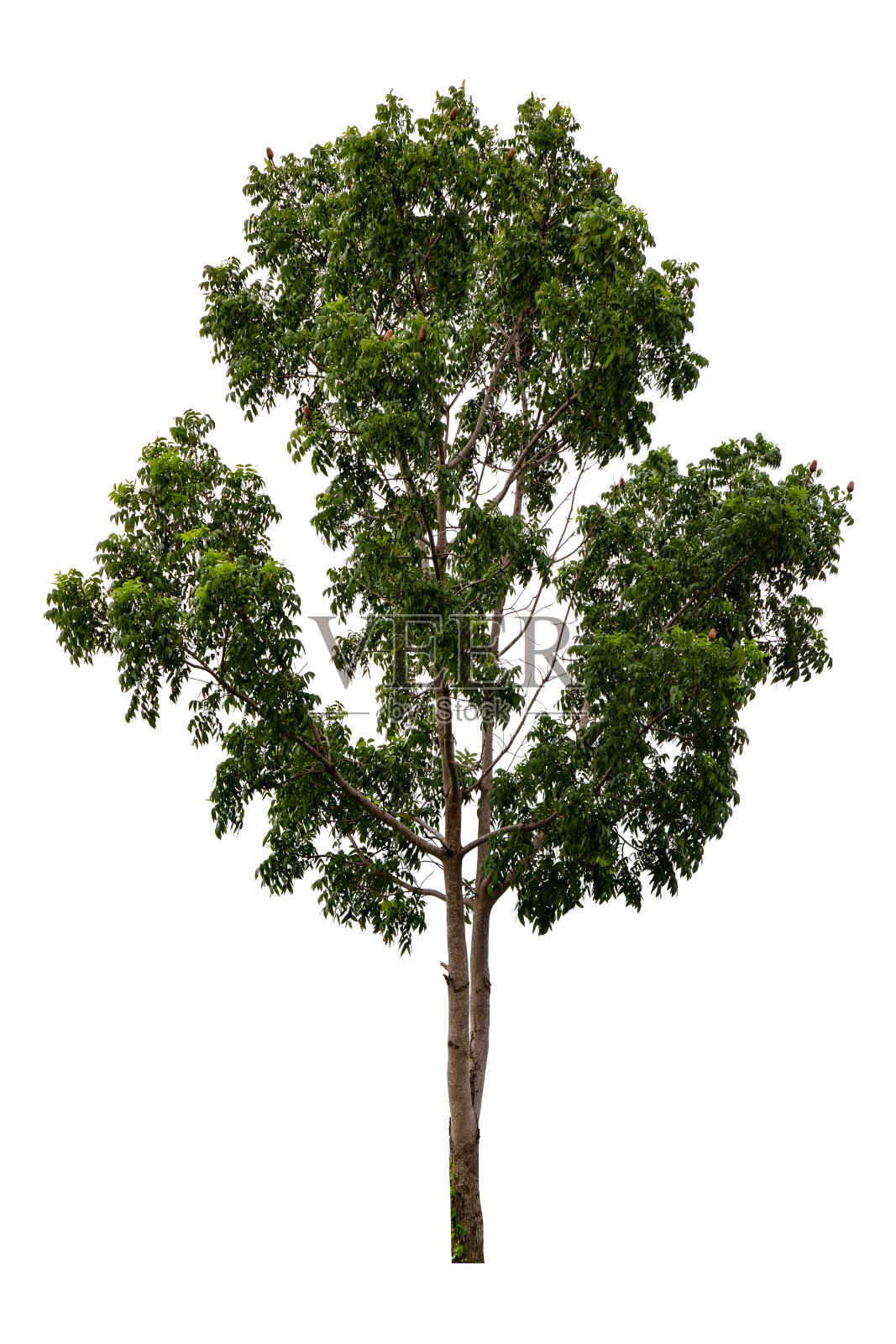 白色背景上孤立的大绿树。照片摄影图片