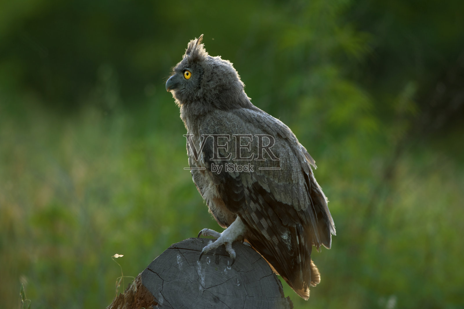 巴基斯坦猫头鹰的种类照片摄影图片