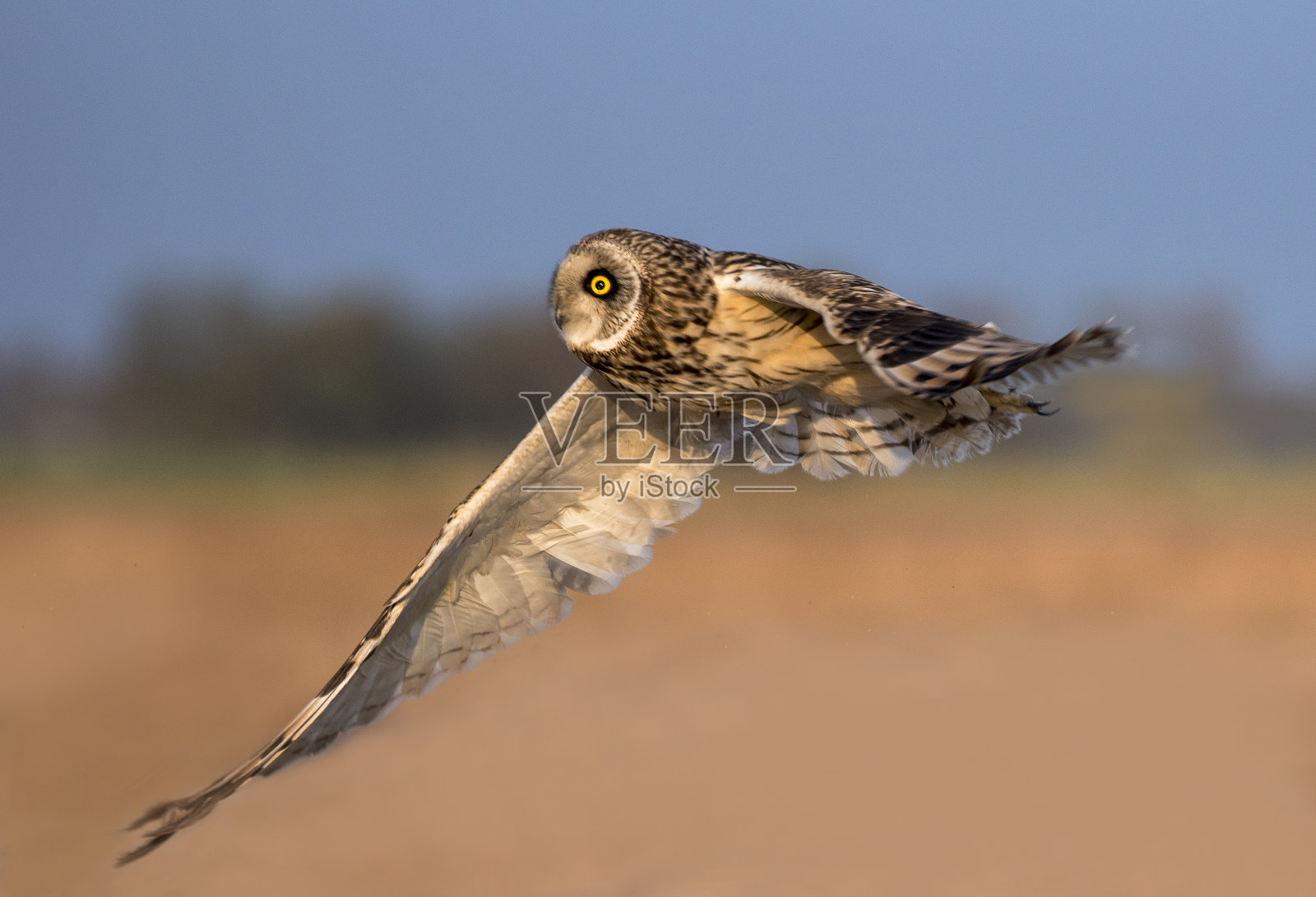 巴基斯坦猫头鹰的种类照片摄影图片