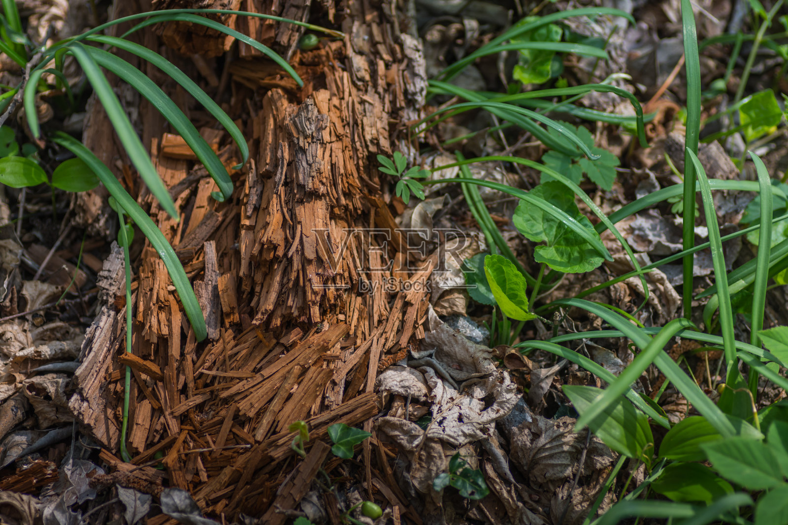 森林地面上腐烂的木头照片摄影图片
