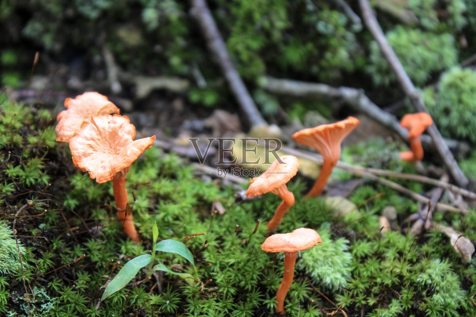 森林中的橙色蘑菇和苔藓照片摄影图片