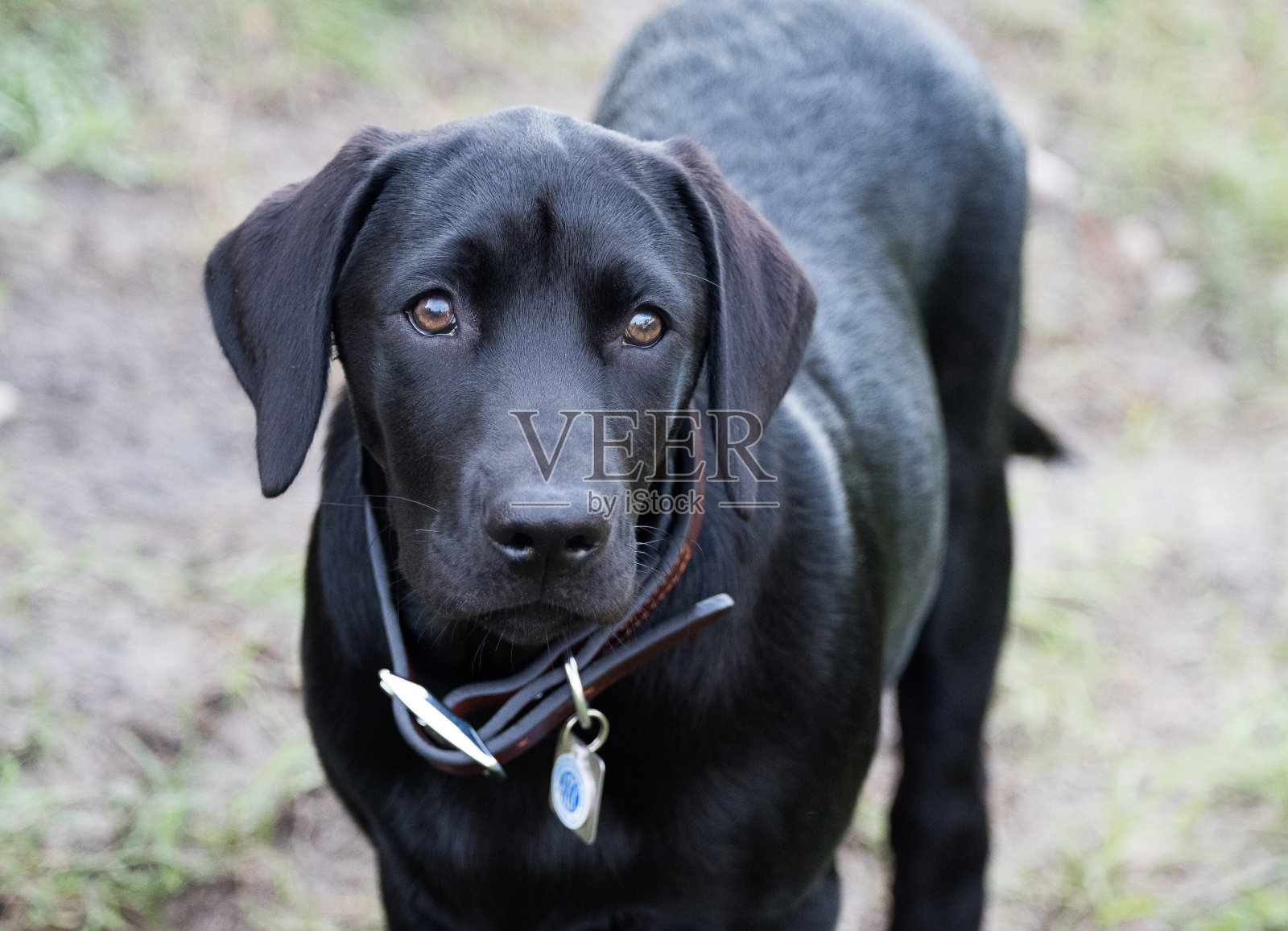 最好的朋友照片摄影图片