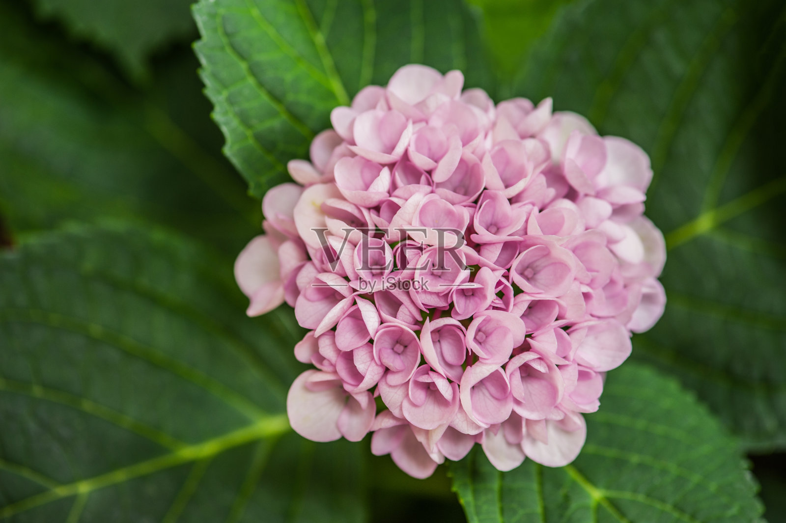 Ortensia粉红色的花照片摄影图片