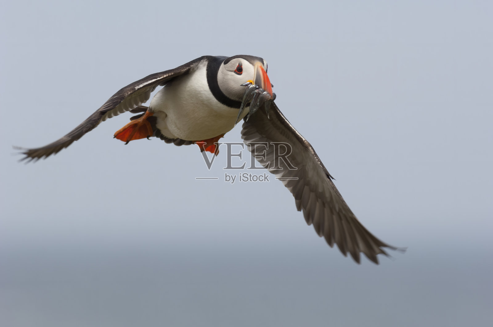 海鹦与鱼一起飞行(北极兄弟会)照片摄影图片
