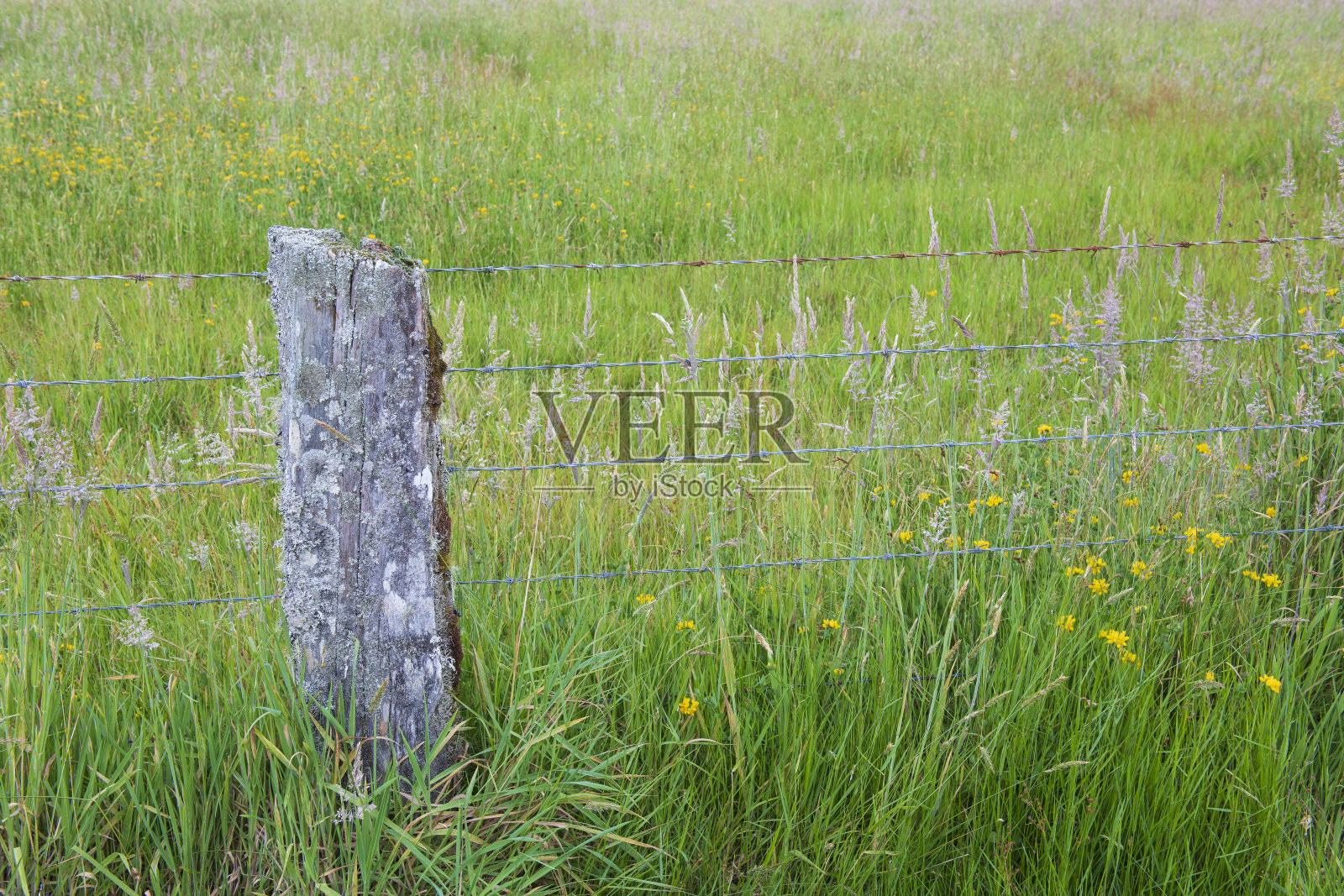 野花和篱笆照片摄影图片