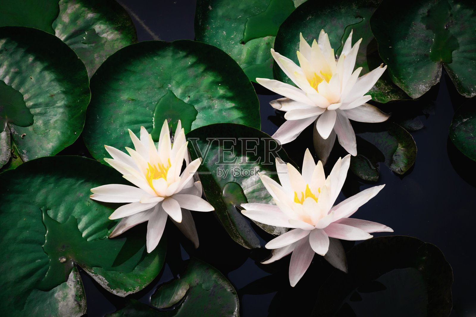 荷花在池塘里绽放的美丽照片照片摄影图片