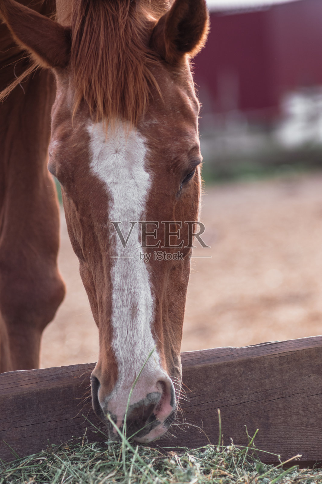 一匹漂亮的棕色马的肖像照片摄影图片