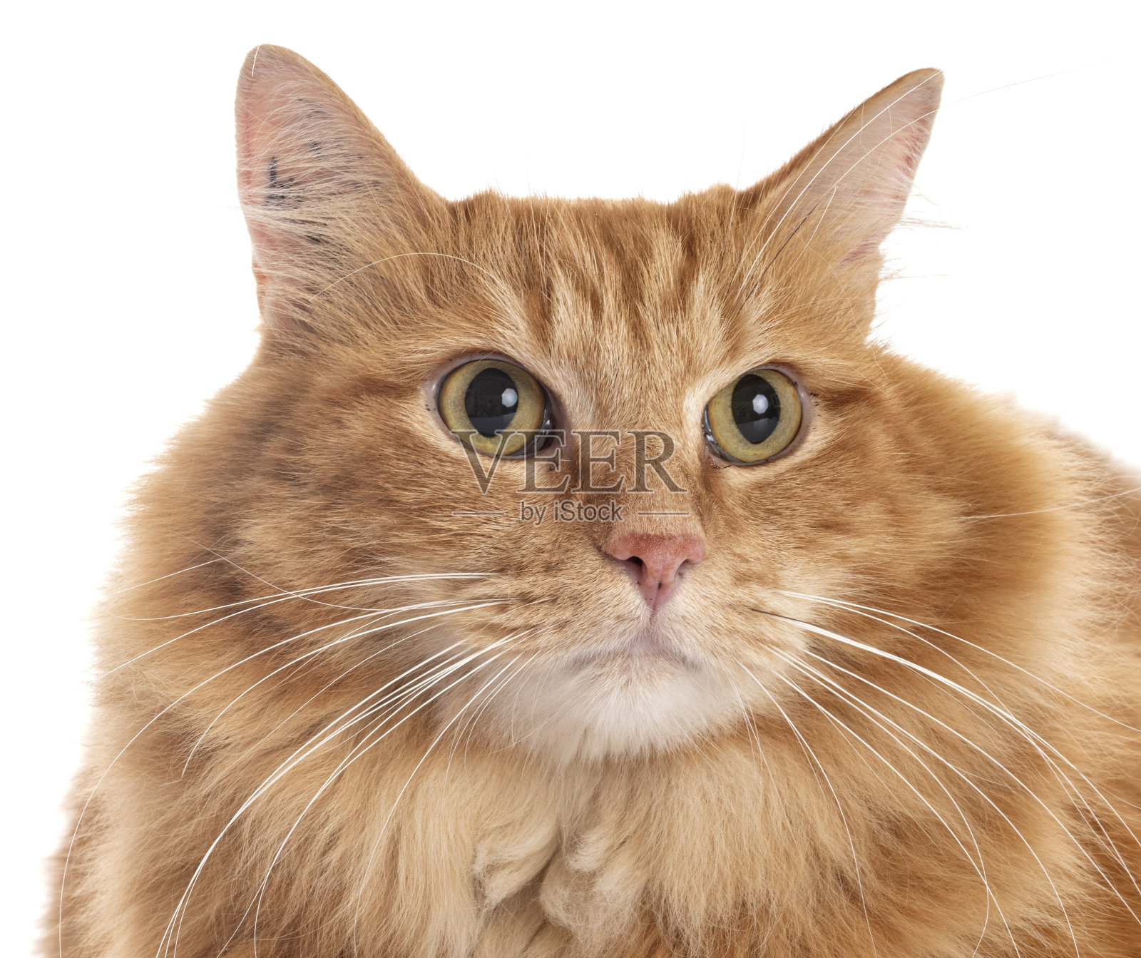 西伯利亚猫照片摄影图片