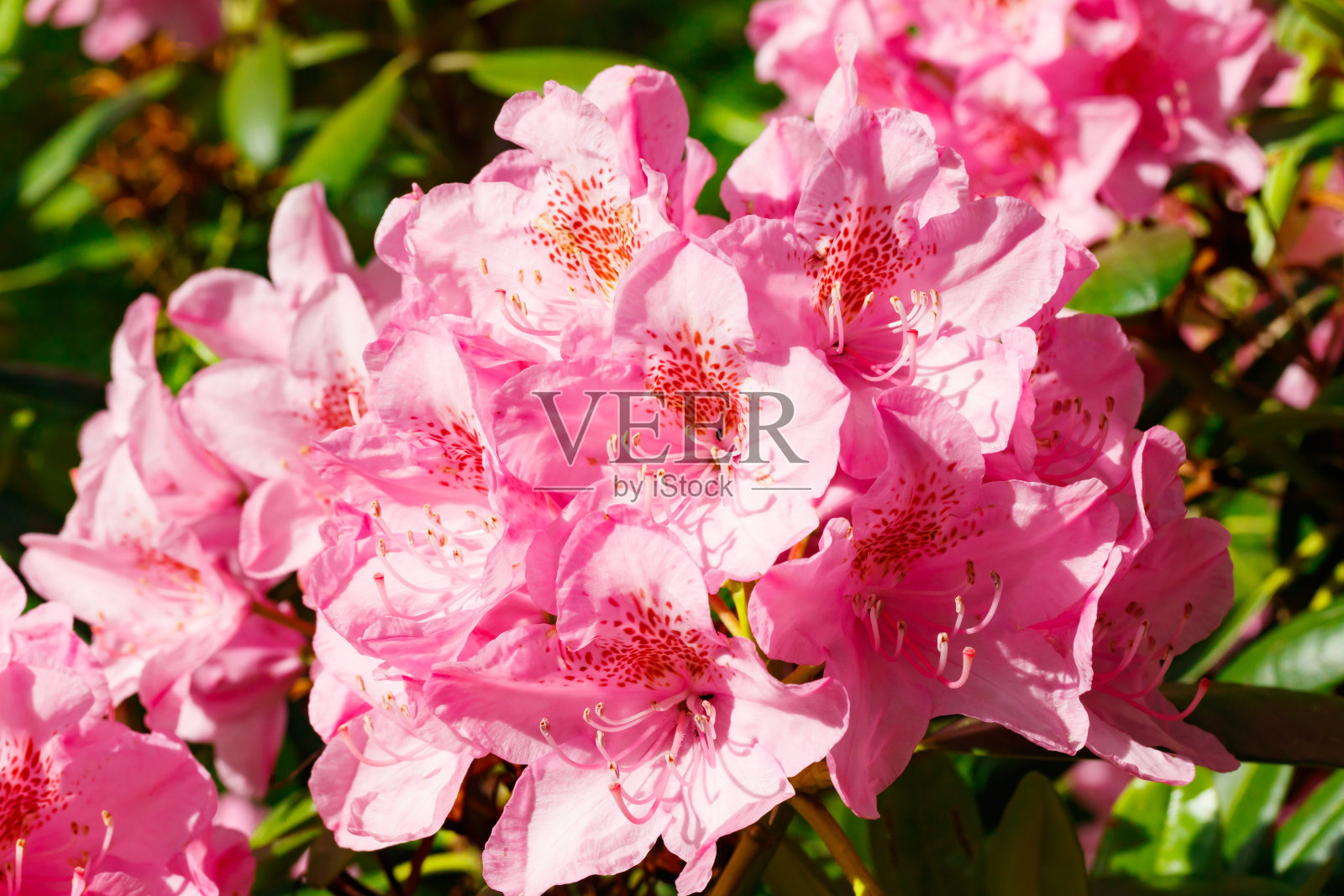 芬兰公园里的粉红色杜鹃花照片摄影图片