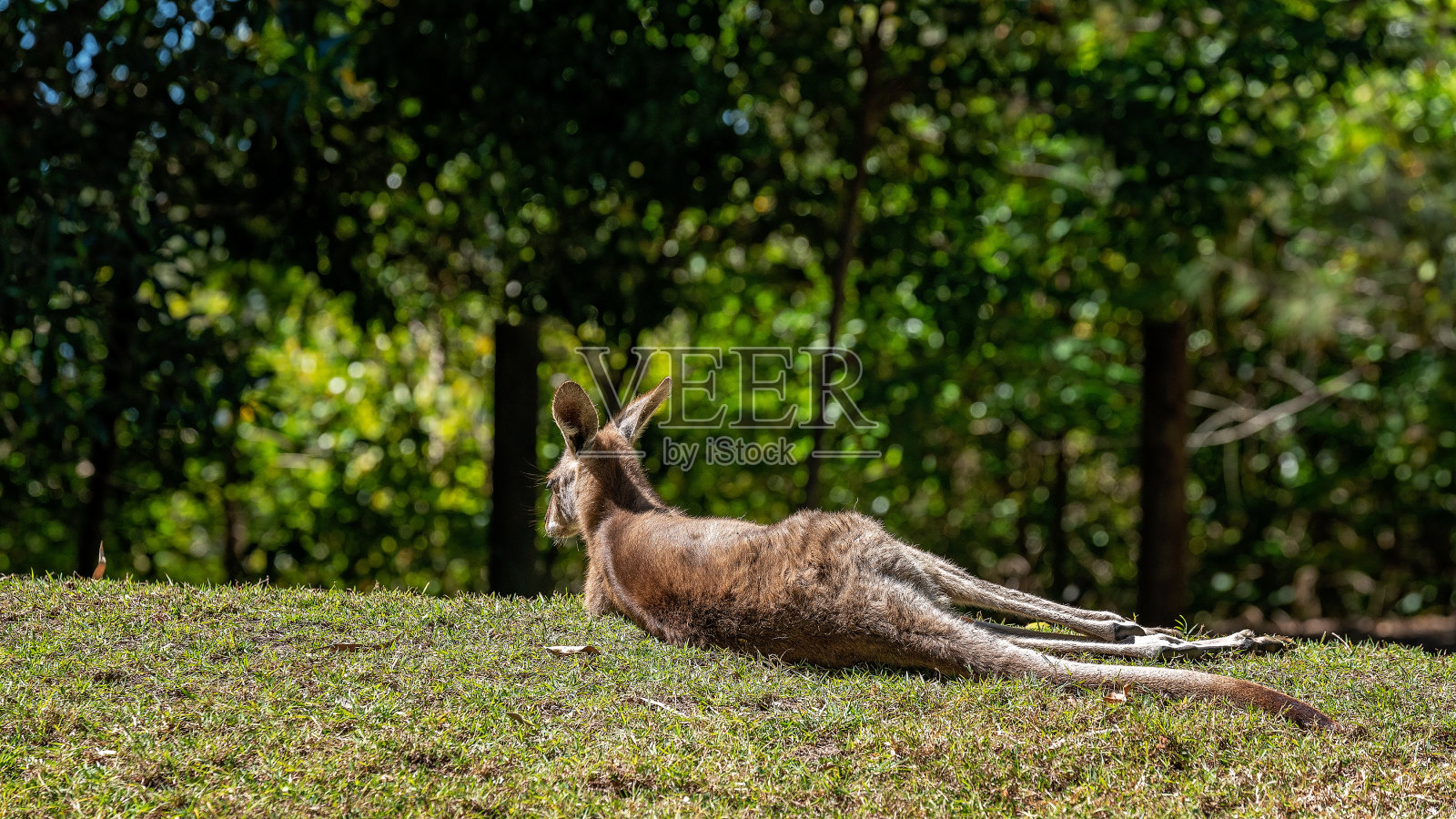 懒惰的澳大利亚袋鼠照片摄影图片