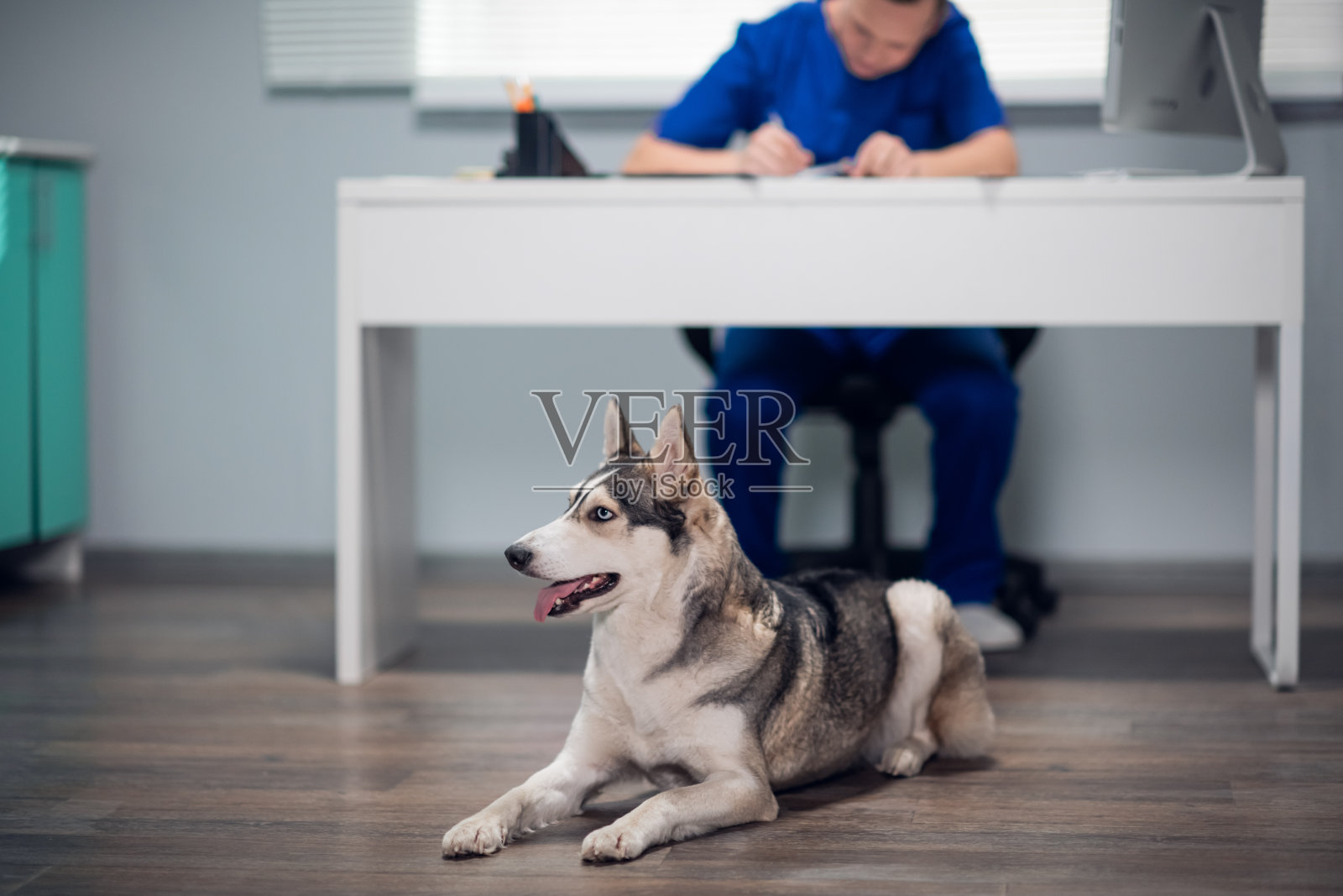 西伯利亚哈士奇在兽医诊所等待它的主人照片摄影图片