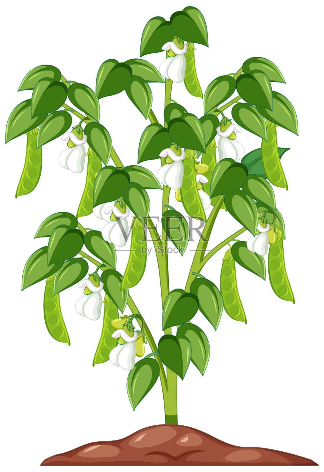 青豆树卡通风格孤立在白色的背景插画图片素材