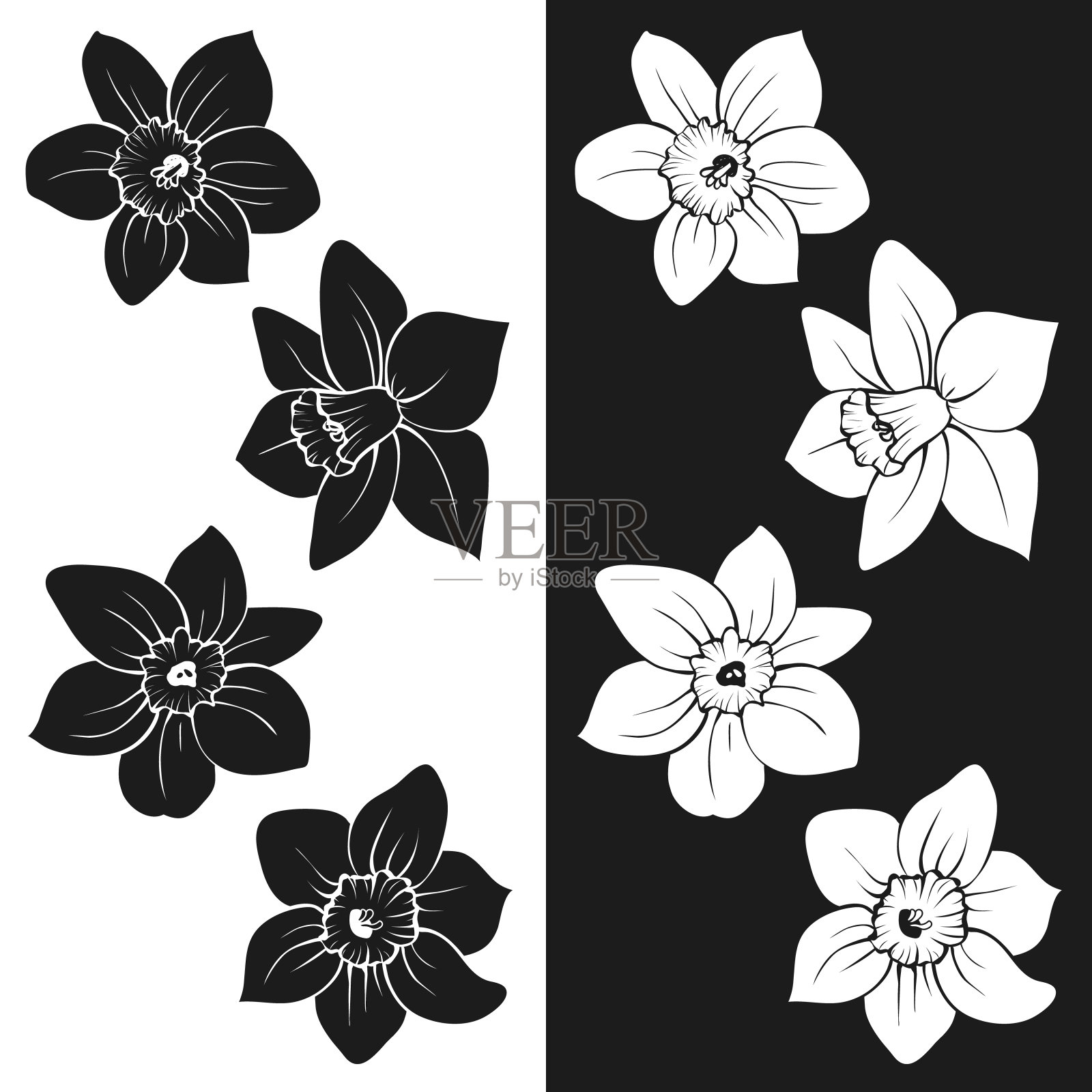 水仙花黑白剪影。盛开的水仙花手绘素描。各种花瓣选项。矢量装饰隔离元素为自然，植物，浪漫的设计，纹身。插画图片素材