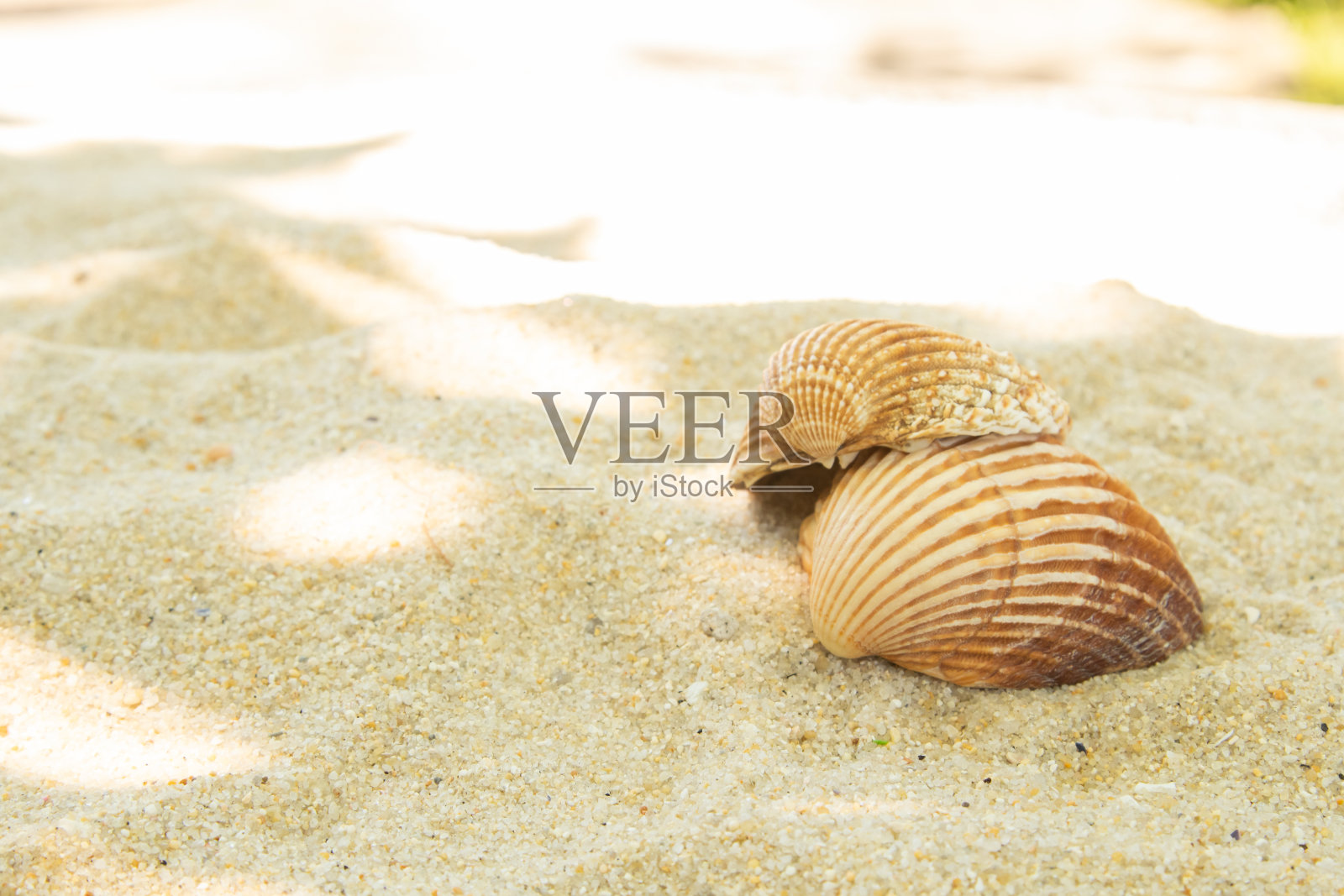 沙滩上的沙滩上，更多的贝壳，风景照片摄影图片