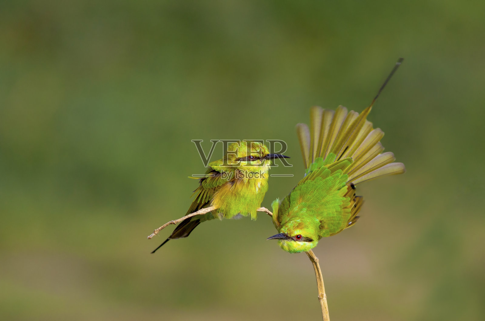 蜜蜂吃照片摄影图片
