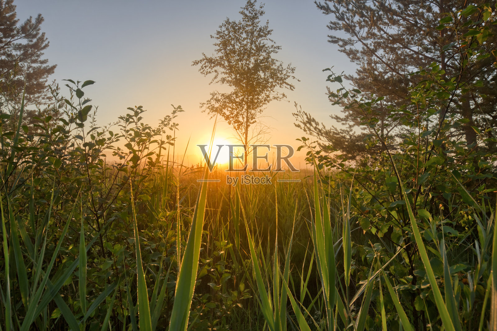 schenramer Filz在德国南部上巴伐利亚的日出时用一棵桦树展望植被照片摄影图片