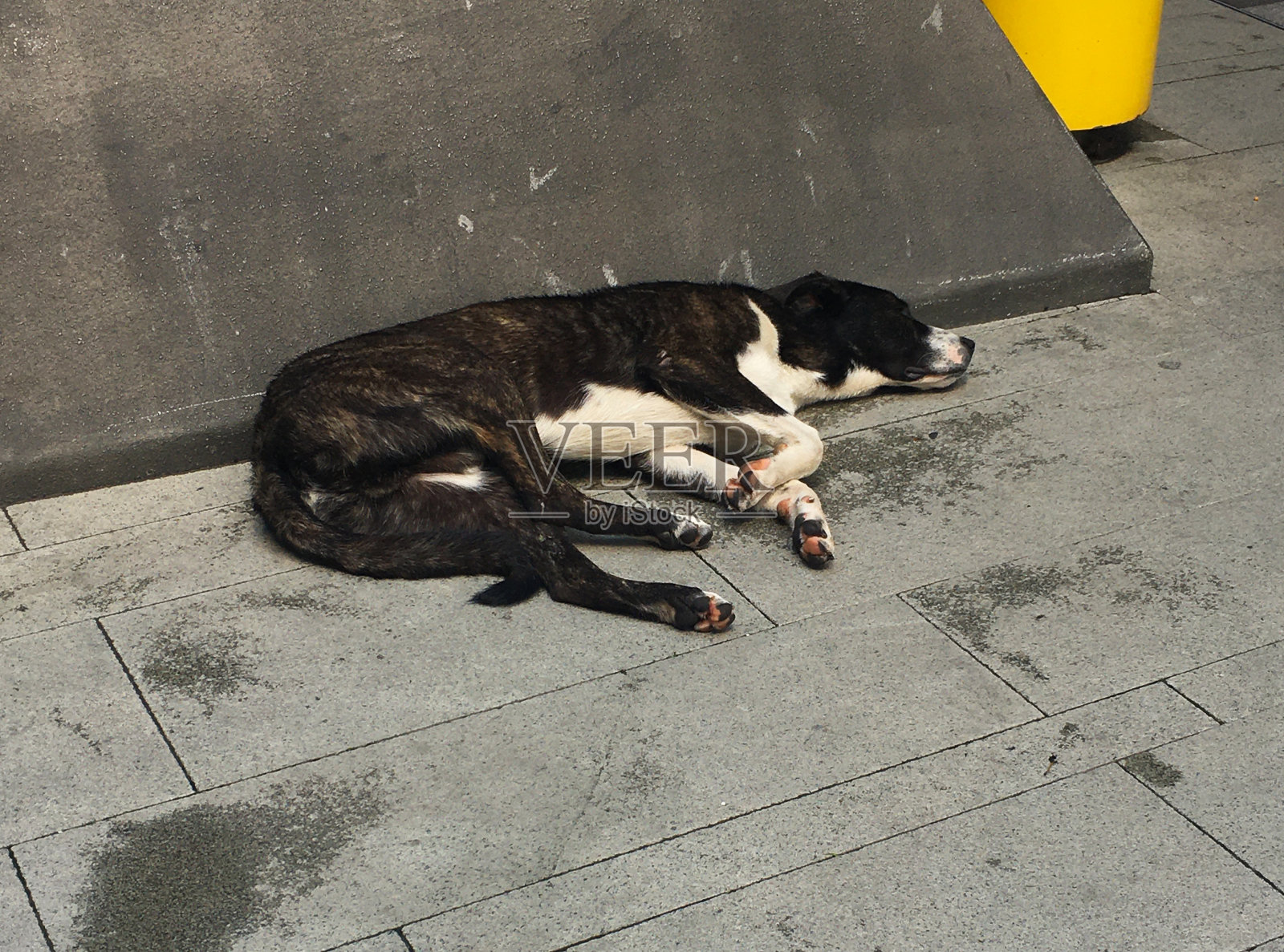 一只流浪狗正在街上睡觉照片摄影图片
