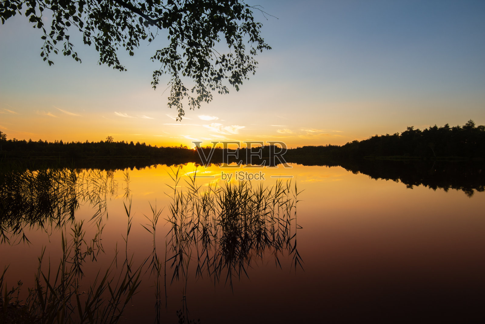 日落时分，德国南部上巴伐利亚的Schoenramer Filz池塘旁芦苇和白桦树枝的剪影照片摄影图片