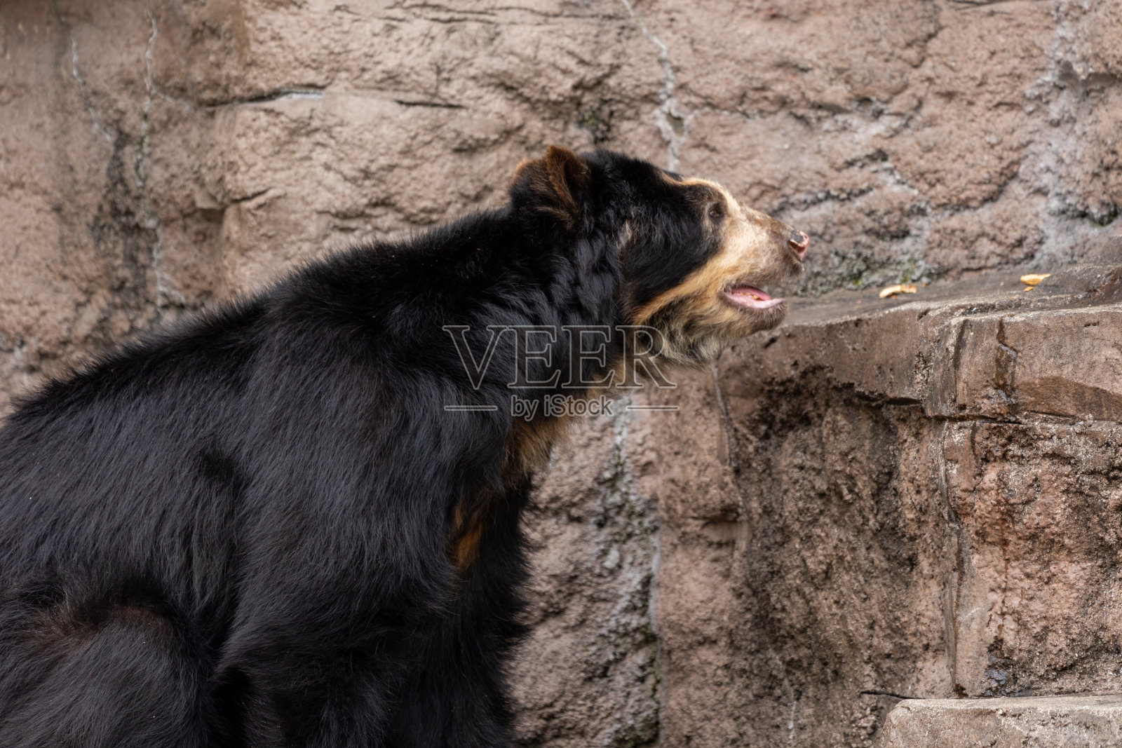 眼镜熊(安第斯熊)照片摄影图片