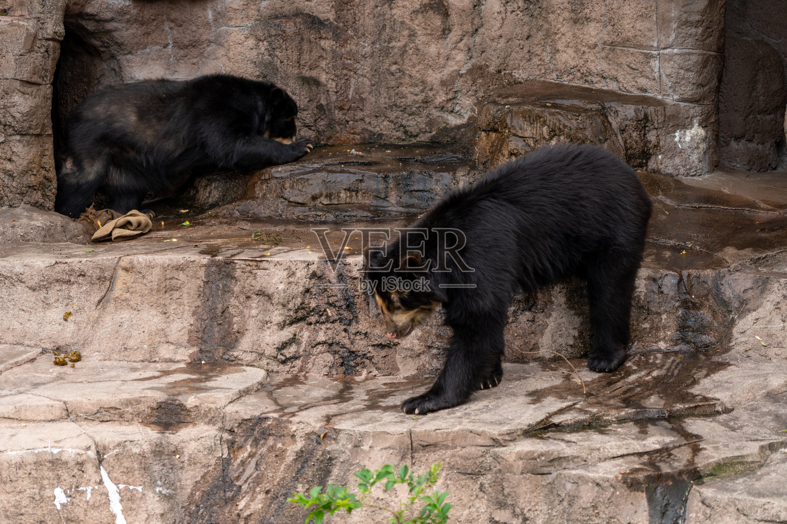 眼镜熊照片摄影图片