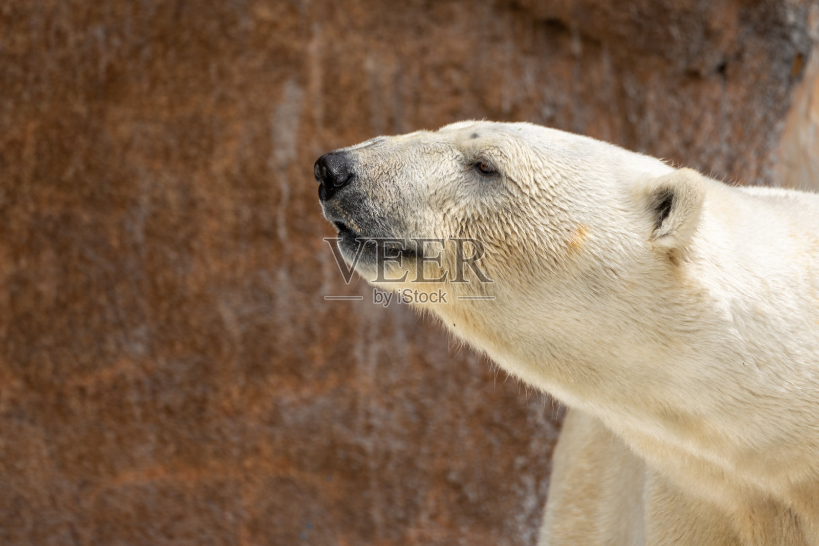 北极熊照片摄影图片