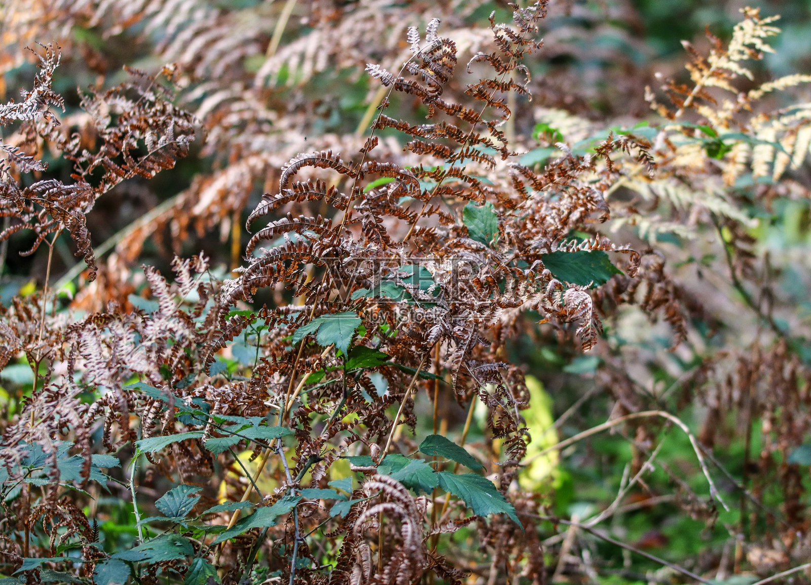 森林地面上的绿色蕨类叶子的详细近景照片摄影图片