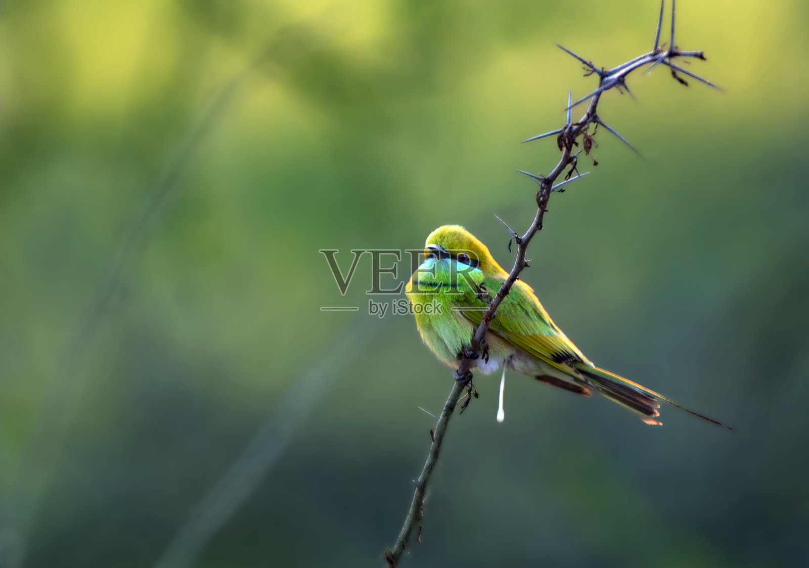 蜜蜂吃照片摄影图片