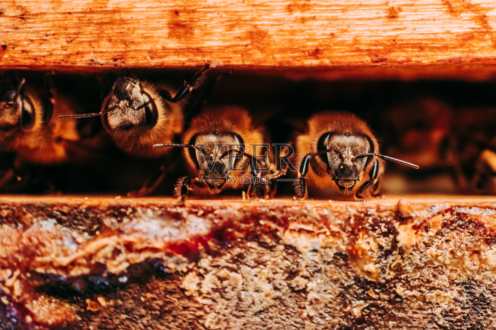 蜜蜂从蜂箱里爬出来照片摄影图片