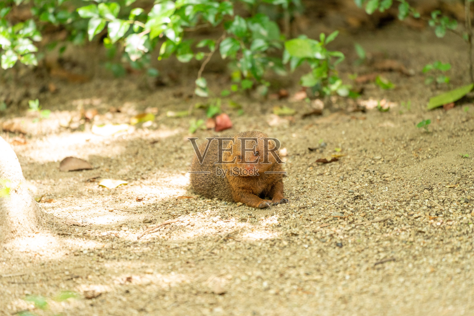 普通侏儒猫鼬照片摄影图片