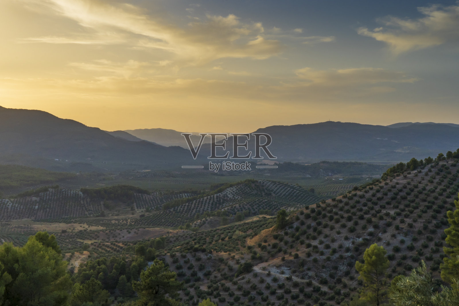 日落时的橄榄树和山峦照片摄影图片