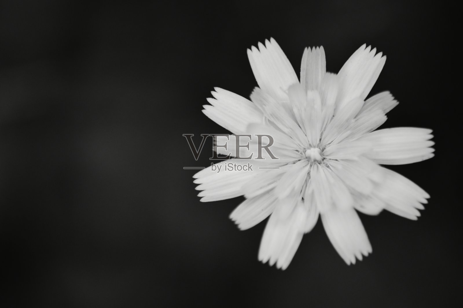 黑白花微距摄影照片摄影图片