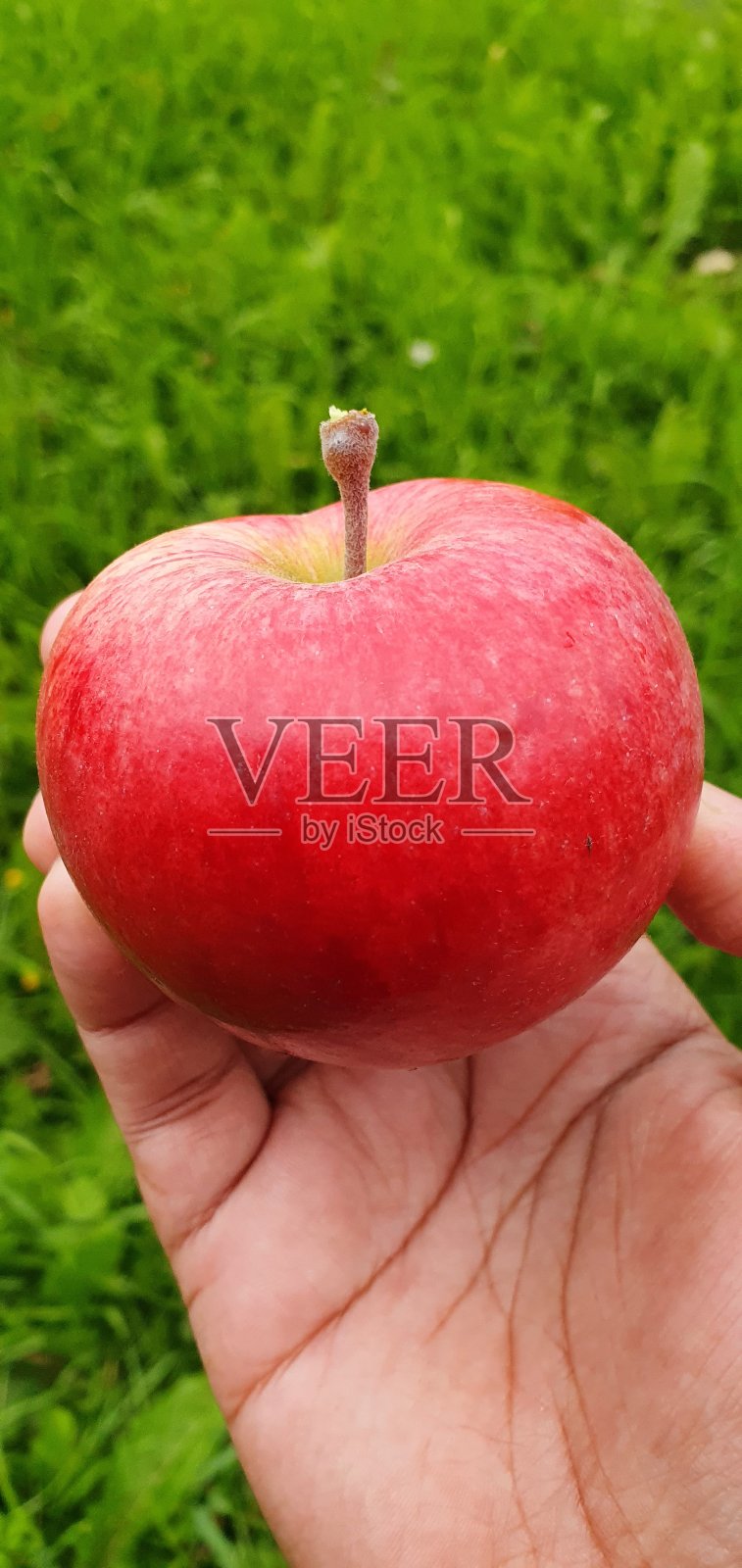 苹果的天堂。麦金托什红色。新鲜的红苹果。鲜红的苹果。照片摄影图片