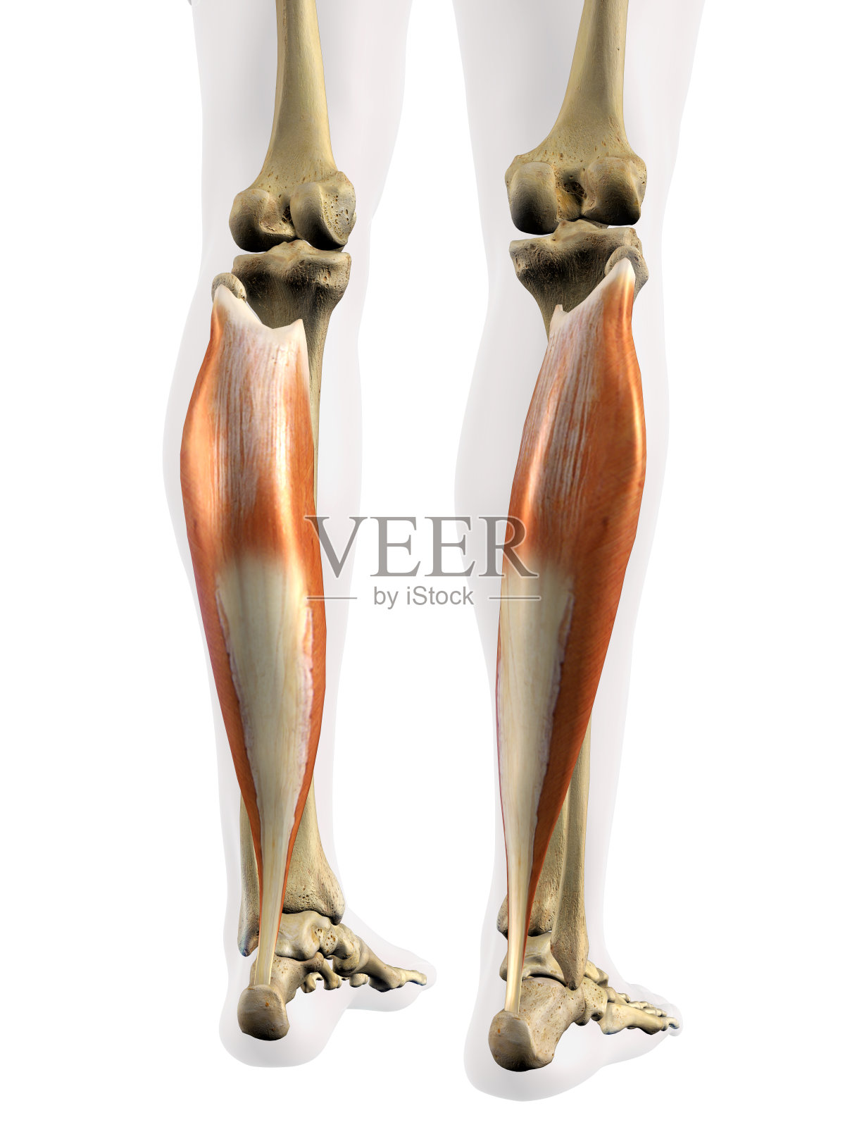 小腿比目鱼肌隔离照片摄影图片