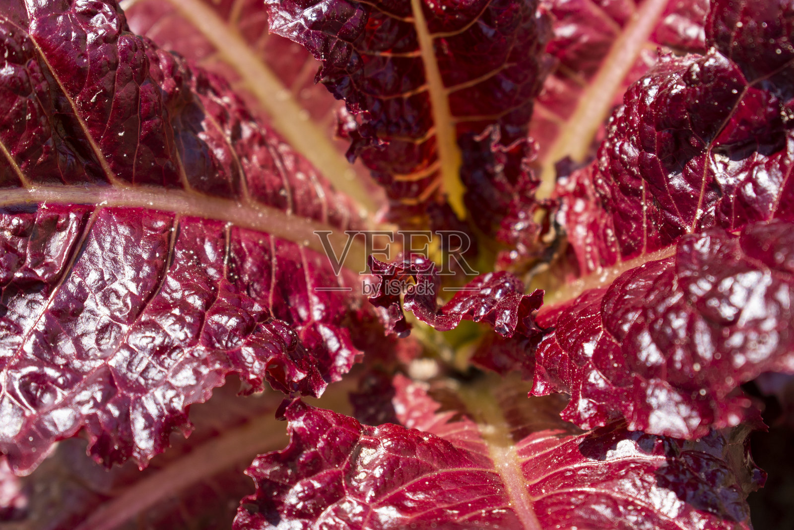 夏日花园中的红叶生菜照片摄影图片