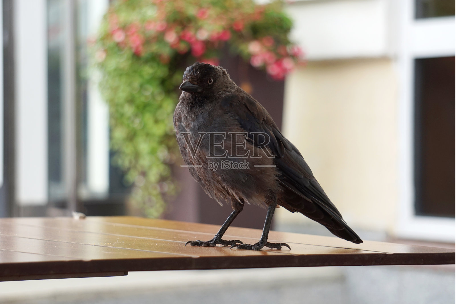 寒鸦照片摄影图片