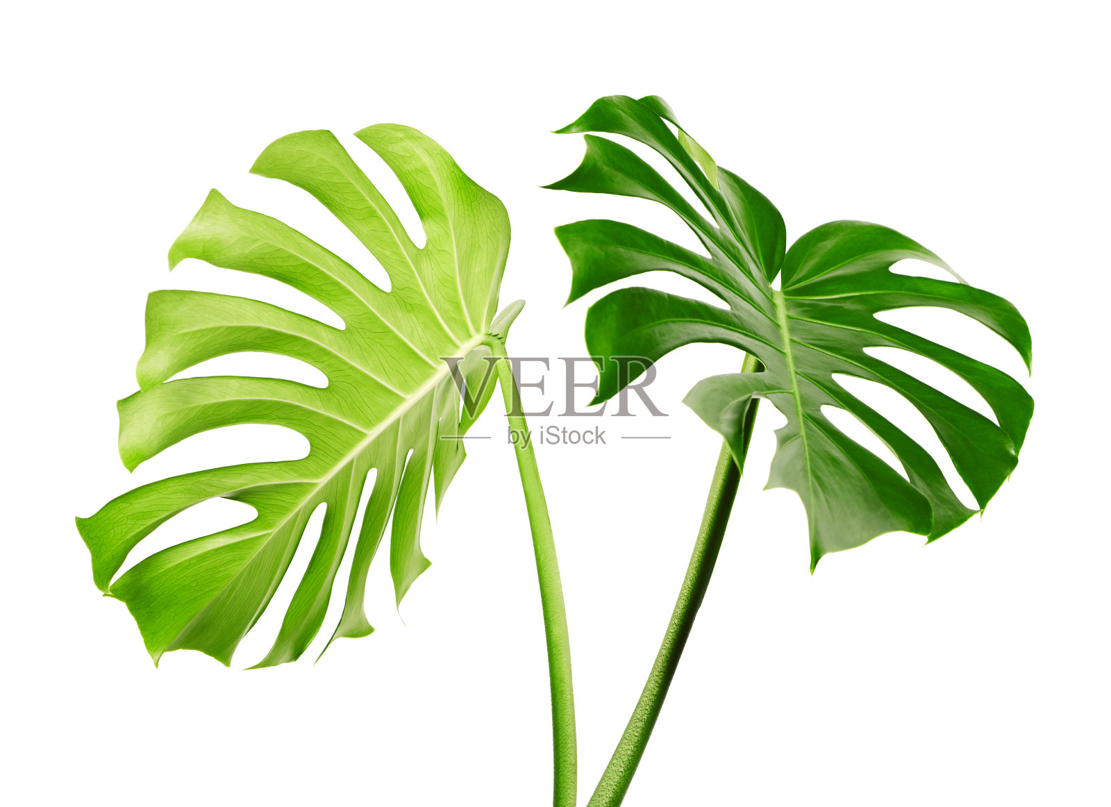 瑞士奶酪植物，孤立在白色背景上，有修剪路径照片摄影图片