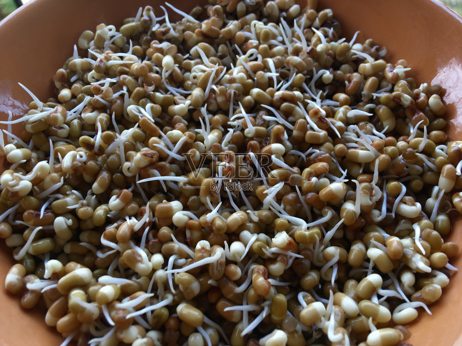 发芽蛾子或乌头或蛾子豆富含蛋白质照片摄影图片