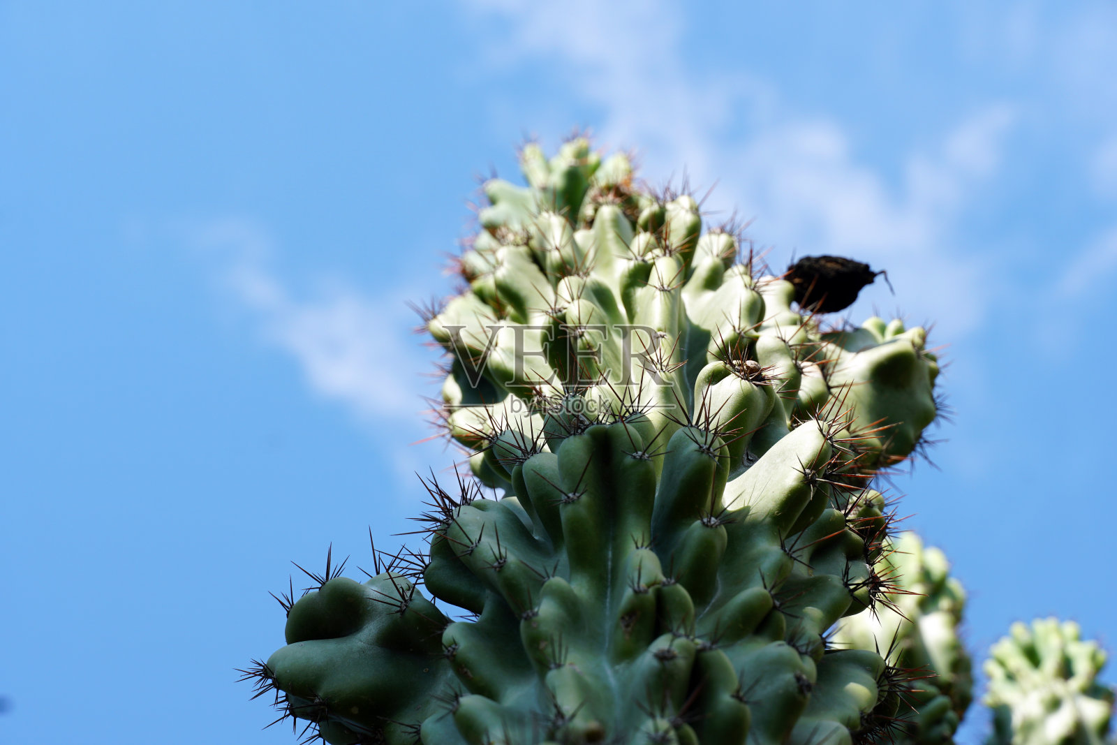 一颗仙人掌的特写镜头照片摄影图片