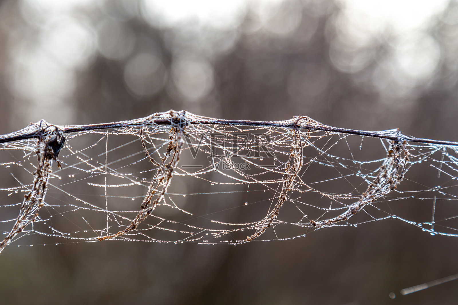 规范的秋天对象。蛛网上有雨或雾滴照片摄影图片