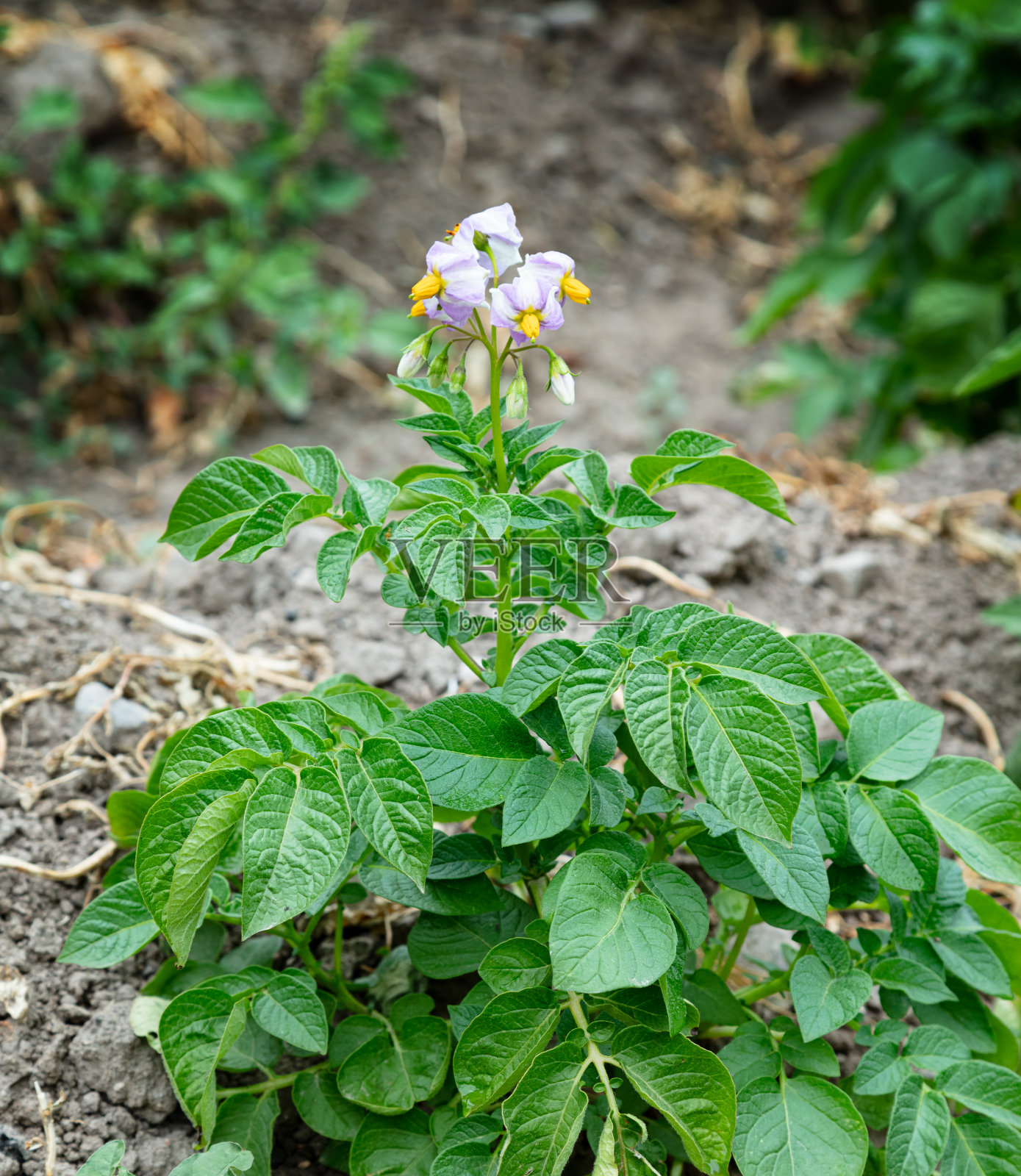 花园里盛开的马铃薯丛照片摄影图片