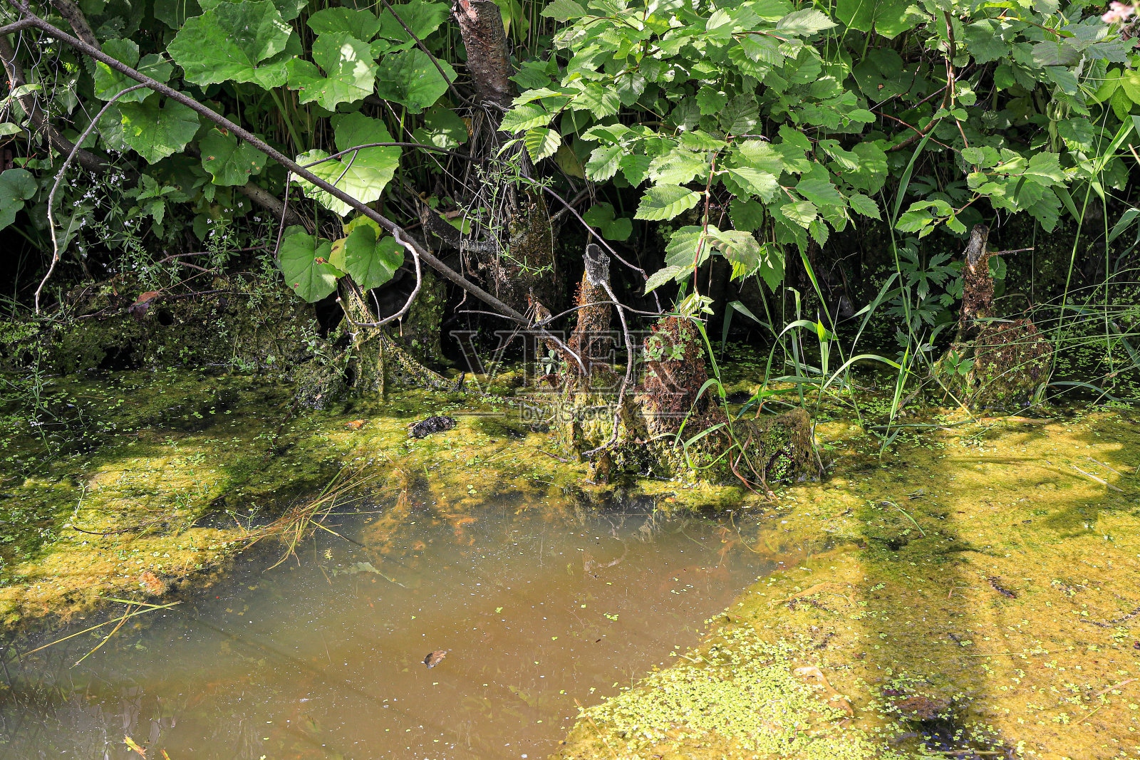 花园里的老沼泽池塘照片摄影图片