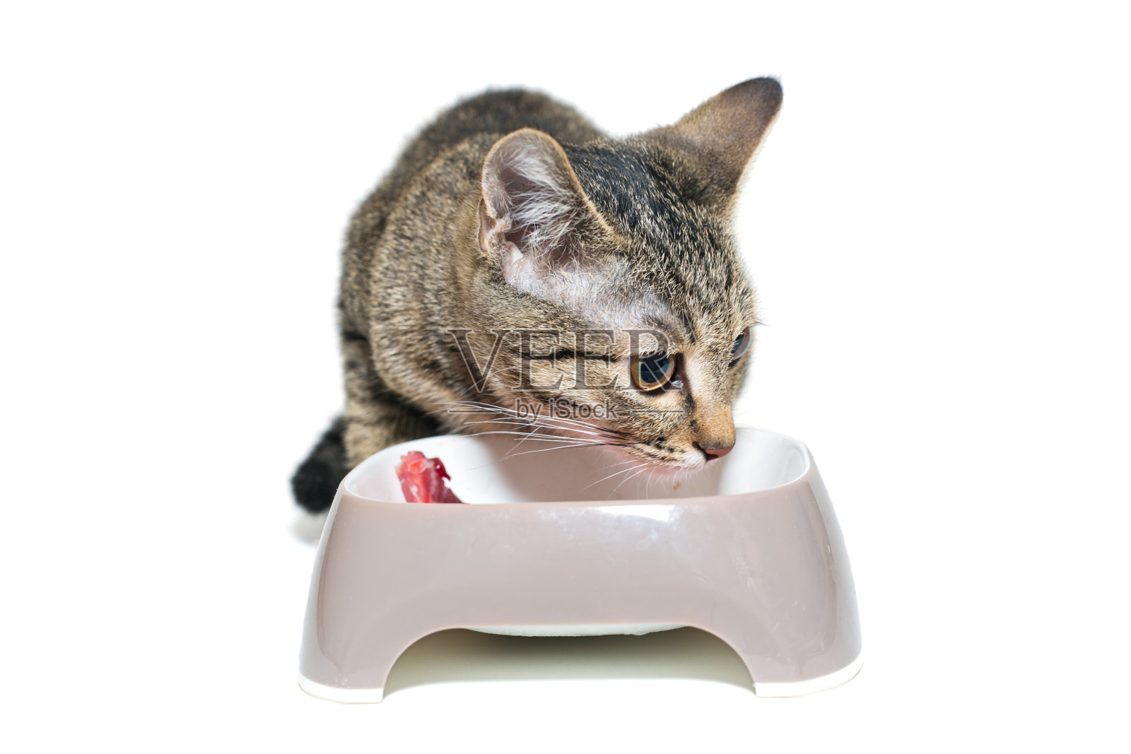 灰色的小猫从碗里吃东西照片摄影图片