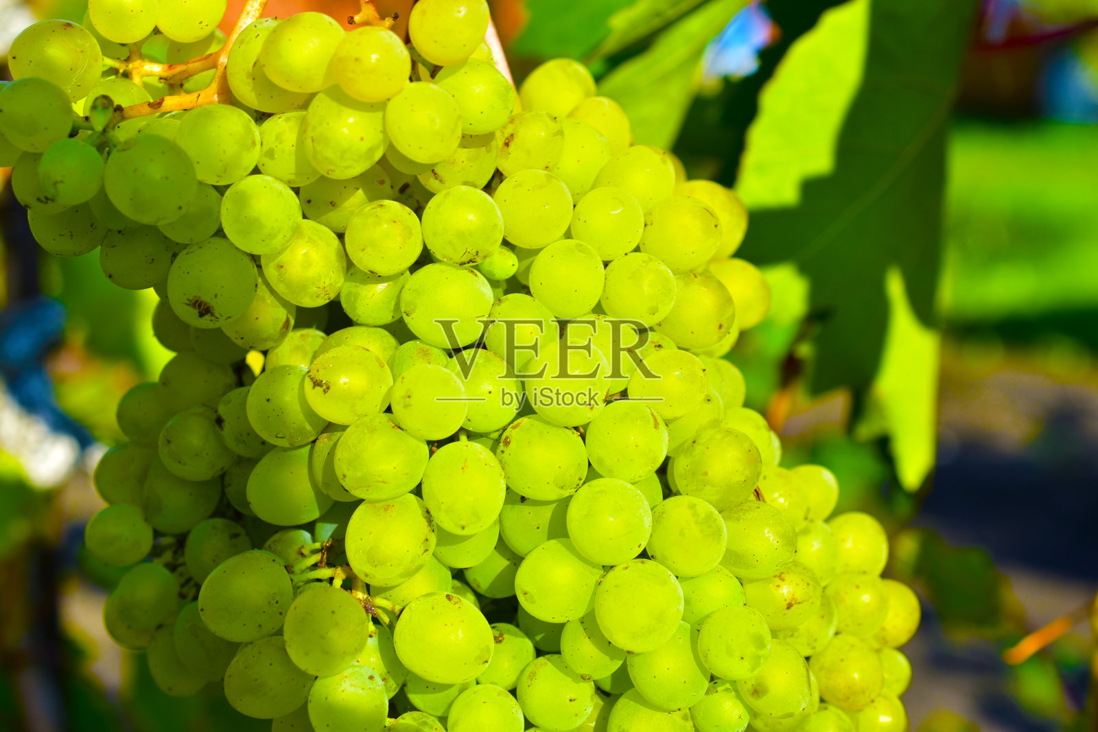 葡萄树枝上的一串串绿葡萄照片摄影图片