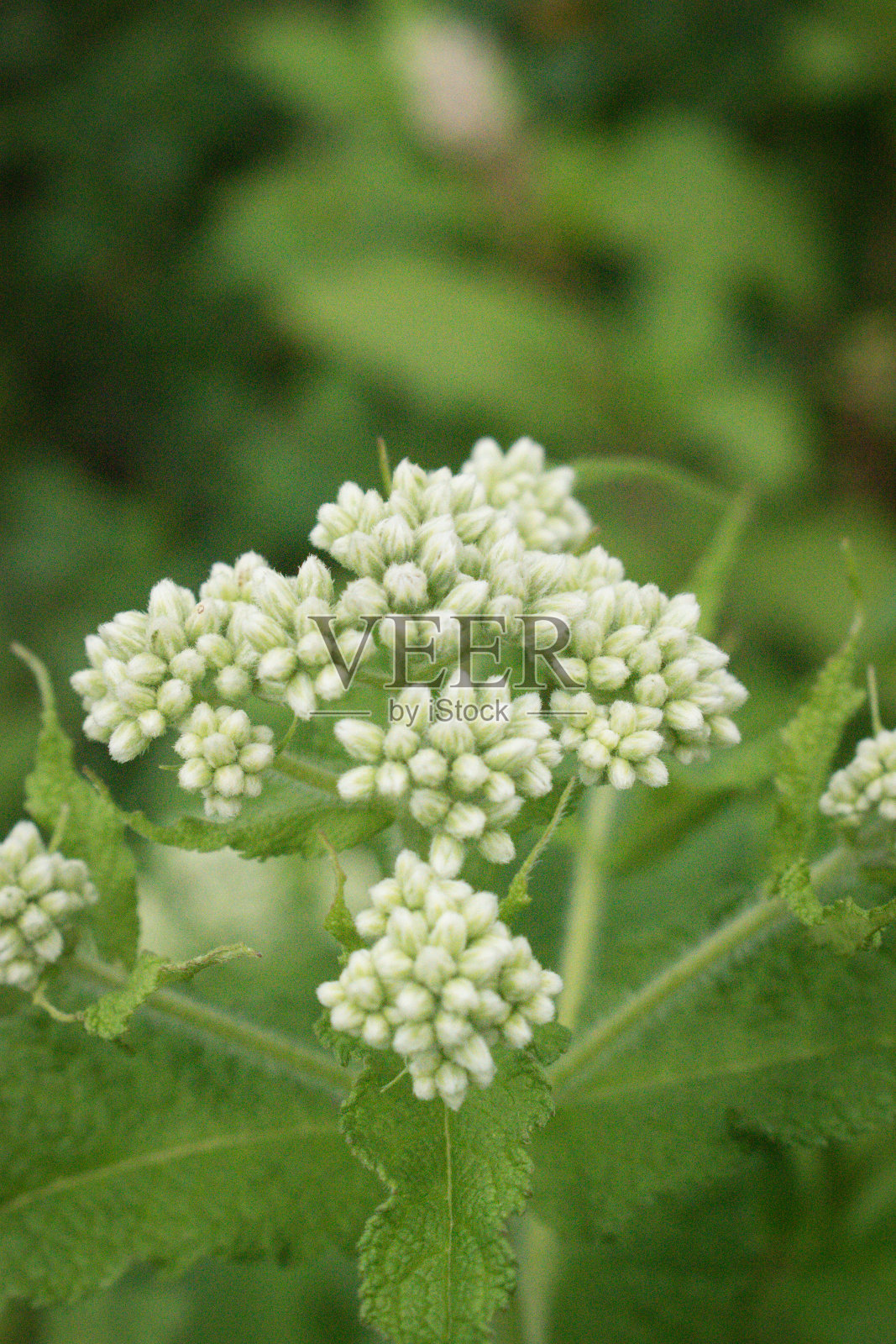 花在自然界中照片摄影图片