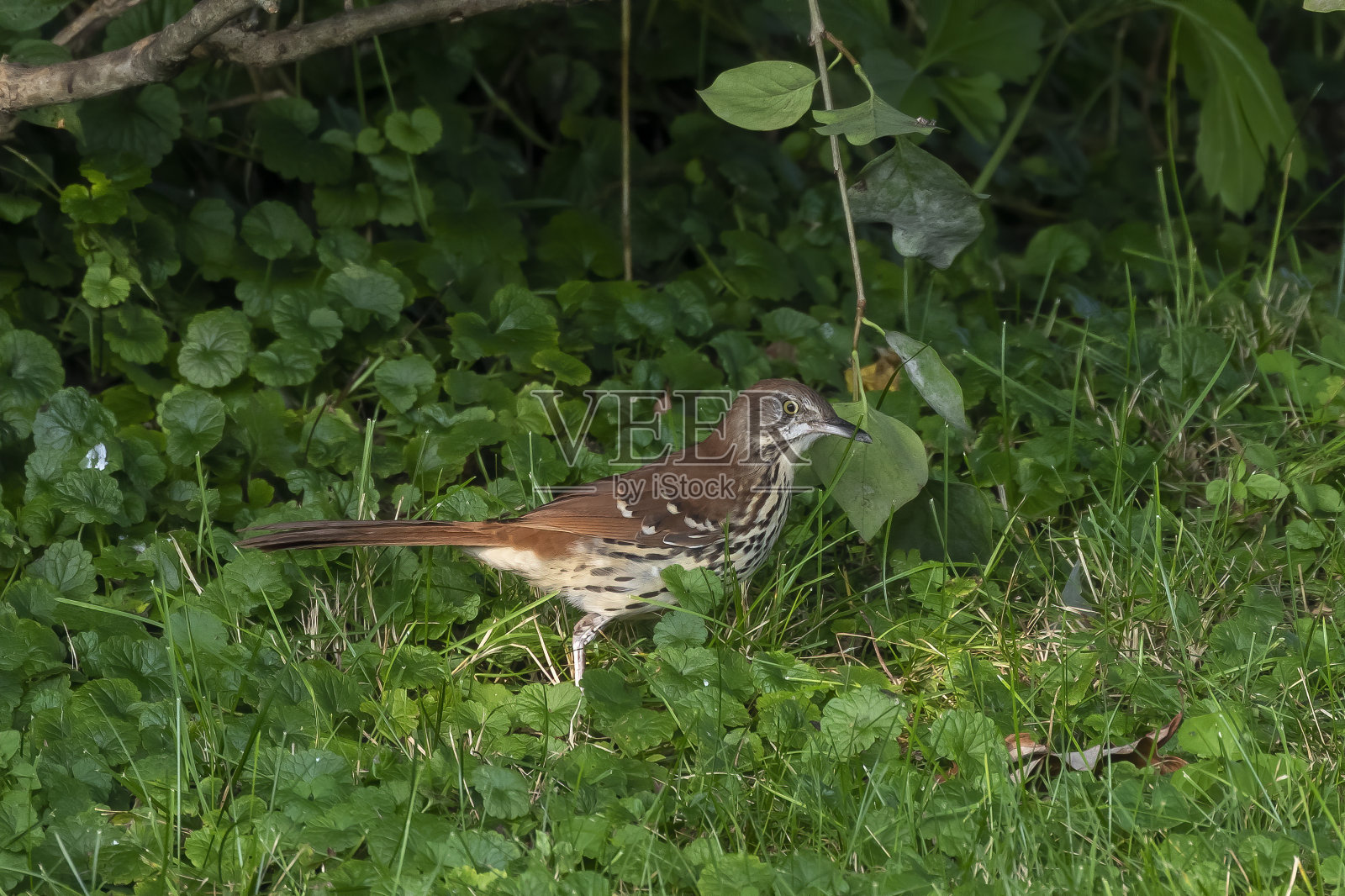 棕色的脱粒机。照片摄影图片